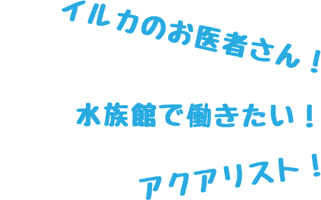 イルカのお医者さん